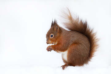 Close up of a Red squirrel in the snow