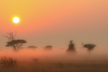 African Savannah Sunrise