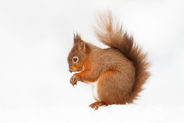 Portrait of a red squirrel sitting in the snow
