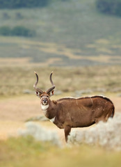 Close up of a male Mountain Nyala standing in the grassland, Ethiopia.