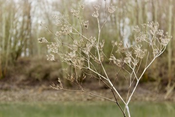 grass in the wind