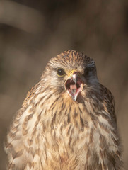 Kestrel open mouthed