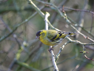 Male siskin (Carduelis spinus) in woodland during winter