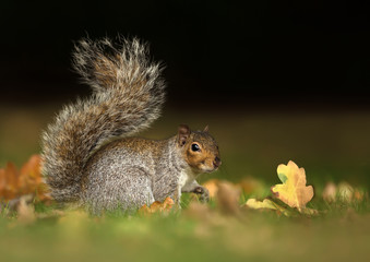Grey squirrel sitting in the grass with the tail up