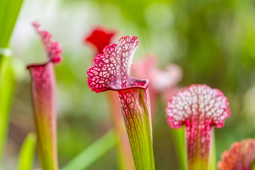 Closeup macro view of sarracenia leucophylla plant. Green insect consuming plant is growing in garden. Interesting botanical leafs with trumpet shape © Martin