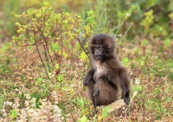 Close up of a baby Gelada monkey sitting in the grass