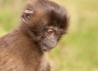 Close up of a baby Gelada monkey