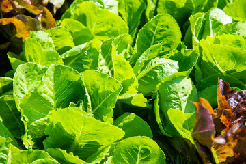 Organic green vegetables in rows on farm ,Thailand.