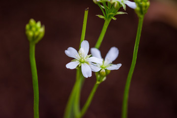 dionaea muscipula blossom, detail closeup look. Carnivorous plant