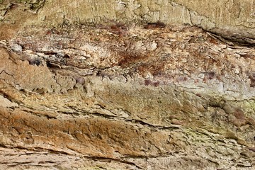 old wood texture of bark of a tree