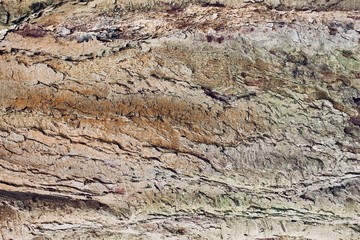 old wood texture of bark of a tree