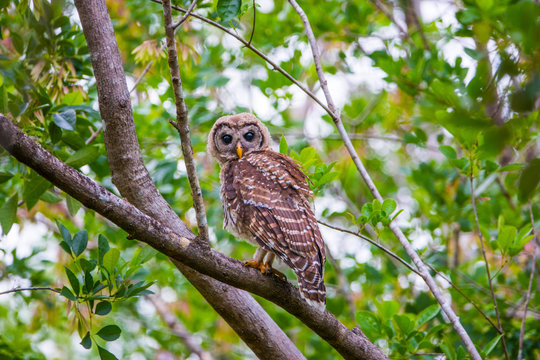 Juvenile Barred Owl