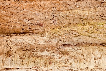 old wood texture of bark of a tree