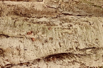 old wood texture of bark of a tree