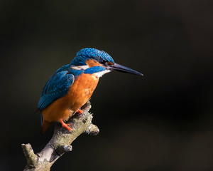 Eisvogel