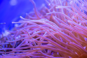 Beautiful sea flower in underwater world with corals and  fish.