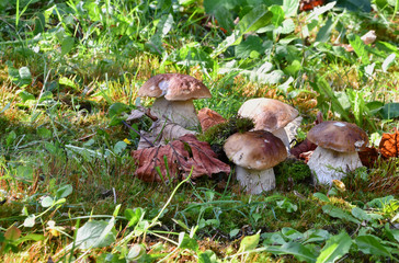 deliziosi funghi porcini, trovati nel bosco