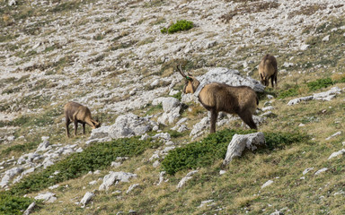 Naklejka premium Chamois in the Abruzzo National Park