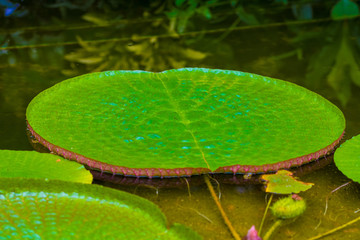 nymphaea leaves on the water. Plant growing in the lake with big leaf