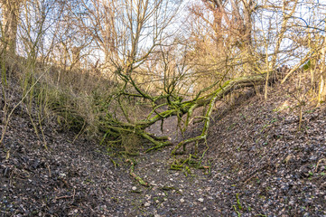fallen tree blocking path in the forest