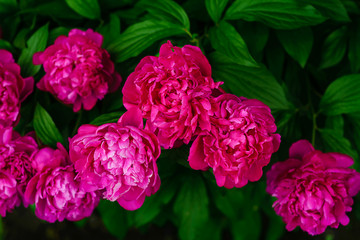Flowering pink peony bushes. Spring flowering peonies.