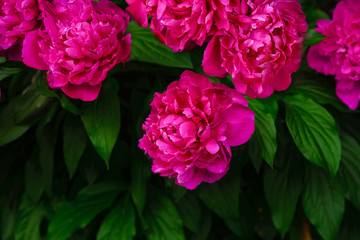 Flowering pink peony bushes. Spring flowering peonies.