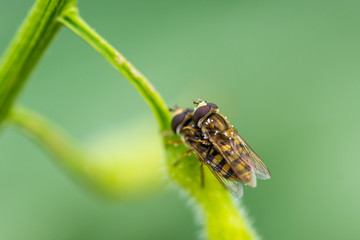 syrphidae insect copulation on the leaf. Yellow insect on the green background. Macro closeup view