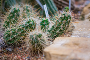 Closeup detail view of cactus plant in botany garden