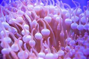 Beautiful sea flower in underwater world with corals and  fish.