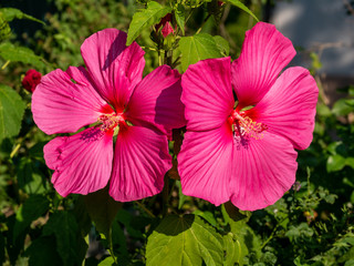 Close-up image of a pink hibiscus flower