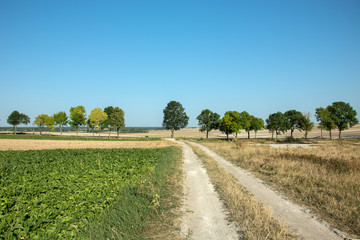 Dirt road through fields and trees in a row