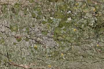 lichen on rock