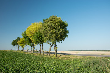 Fototapeta na wymiar Trees growing next to the road, field of beets and blue sky
