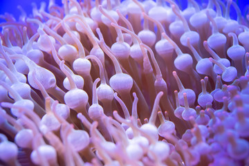 Beautiful sea flower in underwater world with corals and  fish.