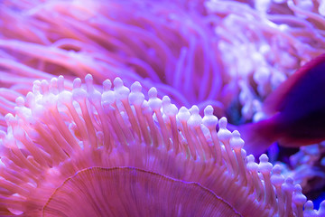 Beautiful sea flower in underwater world with corals and  fish.