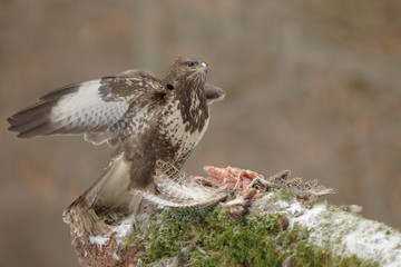 Common buzzard scavenging