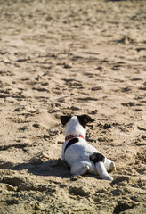 dog on the beach looking away