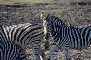 Fototapeta na wymiar Oxpecker bird on zebra in africa
