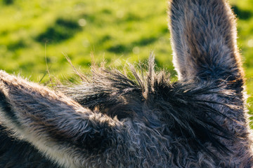 Donkey fur in a field at sunset on the coast of Ireland