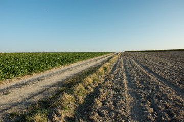 Green field of beets, dirt road, plowed field, horizon and sky