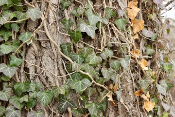 ivy on tree bark