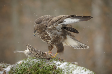 Common buzzard on prey