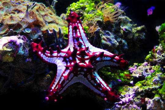 Red Knob Sea Star (Protoreaster linckii)