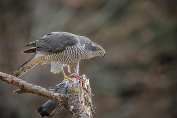 Northern goshawk feeding