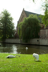 goose at the riverbank in brugge