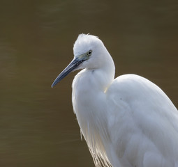 Little egret Egretta garzetta in Africa
