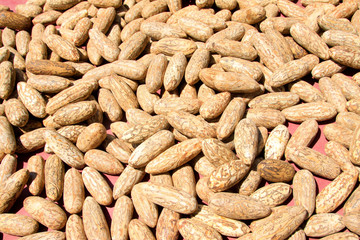 Thousands eyes bodhi son