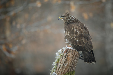 Common buzzard, buteo buteo, in winter