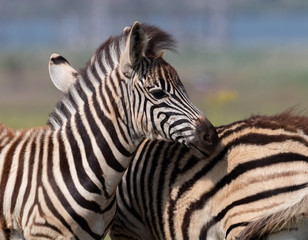 Fototapeta na wymiar Young palins zebra