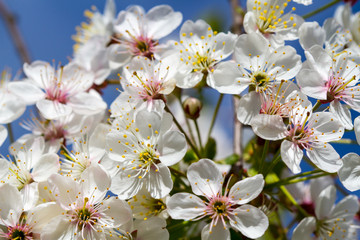 Blooming cherry tree
